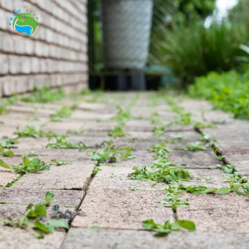 495570275 122108386028855622 2231095499284390181 n