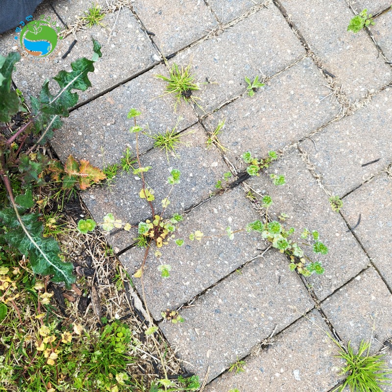 496604929 122108386100855622 9125611324058726057 n