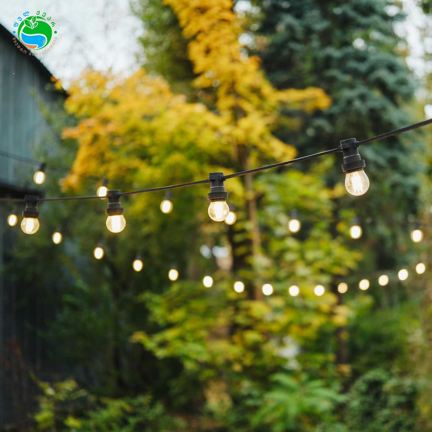 string lights glow softly in a garden setting amon 2026 01 11 10 58 15 utc1